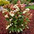 FOTÍNIA (Photinia) - Imagem 1