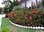MINI IXÓRA (Ixora coccinea 'compacta') - Imagem 4