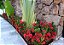 MINI IXÓRA (Ixora coccinea 'compacta') - Imagem 3