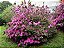 AZALÉA (Rhododendron simsii) - Muda com até 30 cm - Imagem 3