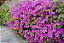 AZALÉA (Rhododendron simsii) - Muda com até 30 cm - Imagem 4