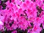 AZALÉA (Rhododendron simsii) - Muda com até 30 cm - Imagem 1