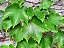 FALSA VINHA (Parthenocissus tricuspidata) - Imagem 1