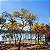IPÊ AMARELO DO CERRADO (Handroanthus ochraceus) - Muda com até 1 metro - Imagem 5