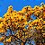 IPÊ AMARELO DO CERRADO (Handroanthus ochraceus) - Muda com até 1 metro - Imagem 1