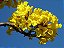 IPÊ AMARELO DO CERRADO (Handroanthus ochraceus) - Muda com até 1 metro - Imagem 3