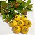 ARAÇÁ AMARELO (Psidium cattleyanum) - Muda - Imagem 6