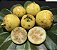 ARAÇÁ AMARELO (Psidium cattleyanum) - Muda com até 80 cm - Imagem 2