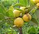 ARAÇÁ AMARELO (Psidium cattleyanum) - Muda com até 80 cm - Imagem 1