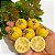 ARAÇÁ AMARELO (Psidium cattleyanum) - Muda - Imagem 7