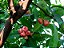 JAMBO ROSA (Syzigium samarangense) - Muda com até 1 metro - Imagem 4