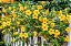 ALAMANDA AMARELA (Allamanda cathartica) - Imagem 2