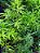 ASPARGO ALFINETE ou PENDENTE (Aspargus densiflorus `Sprengeri´) - Imagem 1