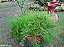 ASPARGO ALFINETE ou PENDENTE (Aspargus densiflorus `Sprengeri´) - Imagem 3