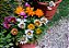 GAZÂNIA (Gazania rigens) - Imagem 4