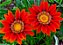 GAZÂNIA (Gazania rigens) - Imagem 2
