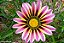 GAZÂNIA (Gazania rigens) - Imagem 3