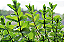 HORTELÃ ou MENTA (Mentha sp) - Imagem 2