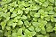 HORTELÃ ou MENTA (Mentha sp) - Imagem 1