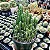 CASTELINHO DE FADA (Acanthocereus tetragonus 'Fairy Castle') - Imagem 3