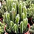CASTELINHO DE FADA (Acanthocereus tetragonus 'Fairy Castle') - Imagem 1