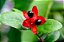 ÓCNA (Ochna serrulata) - Muda com até 60 cm - Imagem 1