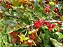 ÓCNA (Ochna serrulata) - Muda com até 60 cm - Imagem 3