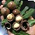 CASTANHA MACADÂMIA (Macadamia integrifolia) - Muda com até 1,20m - Imagem 4