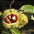 CASTANHA PORTUGUESA (Castanea sativa) - Muda com até 1 metro - Imagem 1