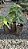 NOZ MOSCADA (Myristica fragrans) - Muda com até 80 cm - Imagem 5