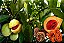 NOZ MOSCADA (Myristica fragrans) - Muda com até 80 cm - Imagem 4
