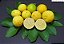 LIMÃO GALEGO (Citrus aurantifolia) - Muda enxertada com até 1 metro - Imagem 2