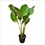 MARANTA CHARUTO GRANDE (Calathea lutea) - Muda com até 1,20m - Imagem 3