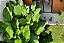 MARANTA CHARUTO GRANDE (Calathea lutea) - Muda com até 1,20m - Imagem 4