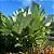 MARANTA CHARUTO GRANDE (Calathea lutea) - Muda com até 1,20m - Imagem 2