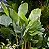 MARANTA CHARUTO GRANDE (Calathea lutea) - Muda com até 1,20m - Imagem 1