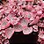 CORAÇÃO EMARANHADO VARIEGATA (Ceropegia Woodii Variegata 'Pink Srednia') - P09 - Imagem 1
