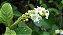 ERVA BALEEIRA (Cordia verbenacea) - Muda com 30 cm - Imagem 3