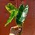 Philodendron burle-marxii - Muda com até 20 cm - Imagem 1