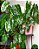 Philodendron burle-marxii - Muda com até 20 cm - Imagem 2