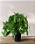 Philodendron burle-marxii - Muda com até 20 cm - Imagem 3