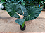 Alocasia 'Regal Shields' - Pote 20 - Imagem 2