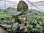 Alocasia 'Regal Shields' - Pote 20 - Imagem 3