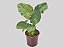 Alocasia 'Regal Shields' - P20 - Imagem 2
