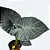 Alocasia 'Regal Shields' - P20 - Imagem 1