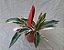 MARANTA TRICOLOR (Stromanthe thalia 'Triostar') - P17 - Imagem 2