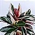 MARANTA TRICOLOR (Stromanthe thalia 'Triostar') - P17 - Imagem 1