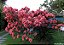 MUSSAENDA ROSA (Mussaenda alicia) - Imagem 3