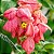 MUSSAENDA ROSA (Mussaenda alicia) - Imagem 1
