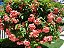 MUSSAENDA ROSA (Mussaenda alicia) - Imagem 2
